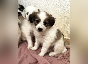 Zoe Mischlingshündin 2 Monate alt in Griechenland