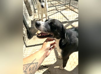 Pirat lieber Mischlingsrüde ca. 9,5 Jahre alt in Griechenland