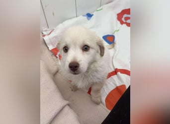 Coolio Kokonimix Rüde ca. 3 Monate alt in Griechenland