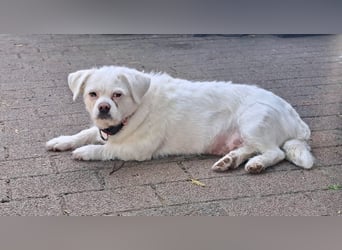 Susy kleine Mischlingshündin ca. 8-10 Jahre alt in 97318 Kitzingen