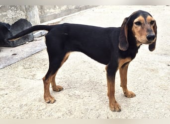 Biene Mischlingshündin ca. 2,5 Jahre alt in Griechenland