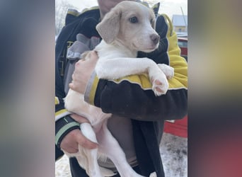 Rea Mischlingshündin ca. 6 Monate alt in 72667 Schlaitdorf