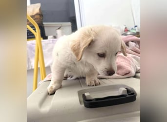 Coolio Kokonimix Rüde ca. 3 Monate alt in Griechenland