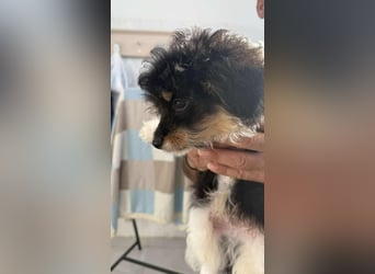 Elvis Kokonimix Rüde ca. 3 Monate alt in Griechenland