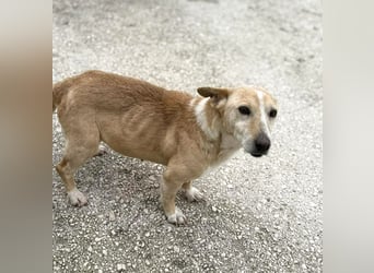 Margariti kleine Mischlingshündin ca. 12 Jahre alt in Griechenland