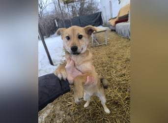 Keiko Mischlingshündin ca. 4 Monate alt in Ungarn