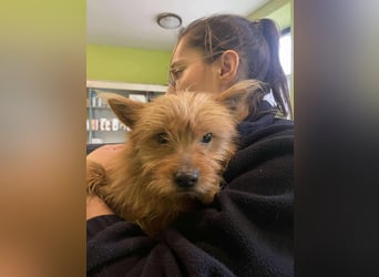 Pumuckl Mischlingsrüde ca. 1 Jahr alt in Ungarn