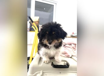 Elvis Kokonimix Rüde ca. 3 Monate alt in Griechenland