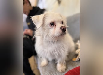 Susy kleine Mischlingshündin ca. 4 - 6 Jahre alt in 97318 Kitzingen