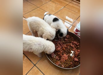 Nala Mischlingshündin ca. 2,5 Monate alt in Griechenland