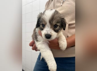 Pippa Mischlingshündin 2 Monate alt in Griechenland