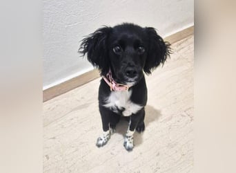 Daisy Mischlingshündin ca. 6 Monate alt in Griechenland