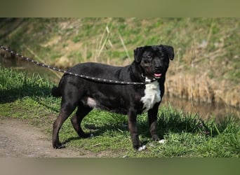 Dolly Mischlingshündin ca. 4,5 Jahre alt in Ungarn