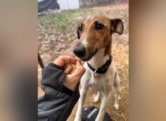 Stella Foxterriermischling Hündin ca. 3 Jahre alt in Ungarn