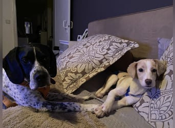 Rea Mischlingshündin ca. 6 Monate alt in 72667 Schlaitdorf