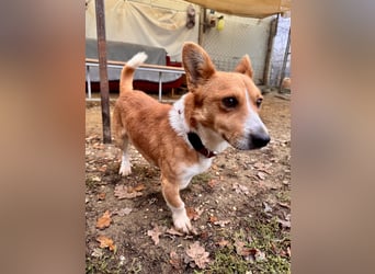 Cody Corgimischling Rüde ca. 4,5 Jahre alt in Ungarn