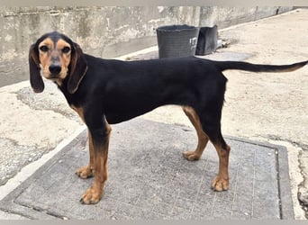 Biene Mischlingshündin ca. 2,5 Jahre alt in Griechenland