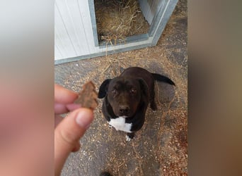 Dolly Mischlingshündin ca. 4,5 Jahre alt in Ungarn
