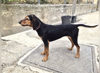 Biene Mischlingshündin ca. 2,5 Jahre alt in Griechenland