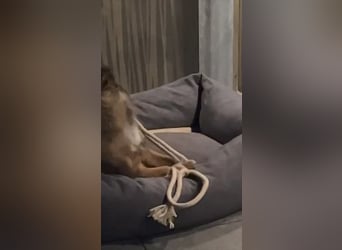 Mila sucht verständnisvolles zuhause befindet sich in 49584 Fürstenau