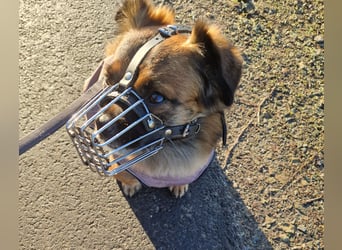 Mila sucht verständnisvolles zuhause befindet sich in 49584 Fürstenau