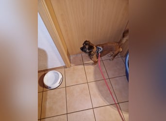 Mila sucht verständnisvolles zuhause befindet sich in 49584 Fürstenau