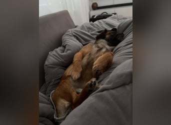 Mila sucht verständnisvolles zuhause befindet sich in 49584 Fürstenau