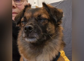 Mila sucht verständnisvolles zuhause befindet sich in 49584 Fürstenau