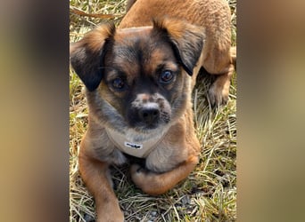 Mila sucht verständnisvolles zuhause befindet sich in 49584 Fürstenau