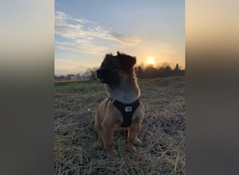 Mila sucht verständnisvolles zuhause befindet sich in 49584 Fürstenau