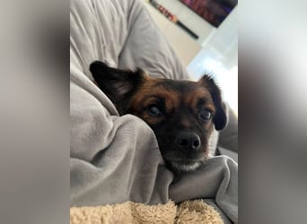 Mila sucht verständnisvolles zuhause befindet sich in 49584 Fürstenau