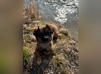 Mila sucht verständnisvolles zuhause befindet sich in 49584 Fürstenau