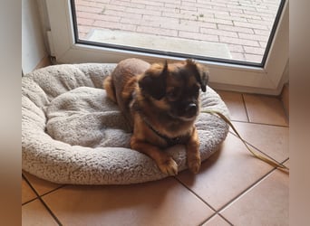 Mila sucht verständnisvolles zuhause befindet sich in 49584 Fürstenau