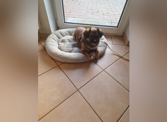 Mila sucht verständnisvolles zuhause befindet sich in 49584 Fürstenau