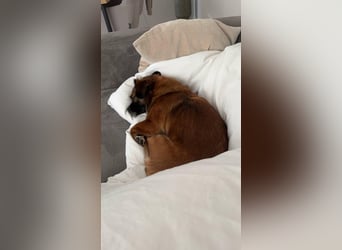 Mila sucht verständnisvolles zuhause befindet sich in 49584 Fürstenau