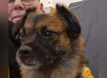 Mila sucht verständnisvolles zuhause befindet sich in 49584 Fürstenau