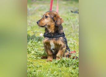 Bajusz - vorsichtig, aktiv