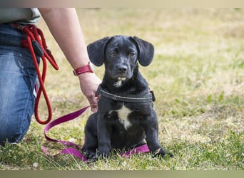 Bubba SI - verspielt, offen 