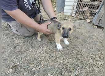 Bijou, geboren 15.06.2026, 29cm sucht ihr für immer Zuhause