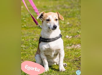 Egerke DE - zurückhaltend, eher scheu