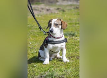 Manci SI - misstrauisch, noch scheu