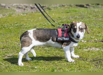 Manci SI - misstrauisch, noch scheu