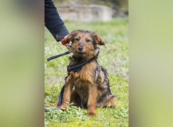 Szakall SI - vorsichtig, aktiv