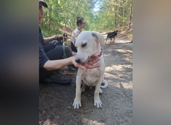 Jack - netter Hundejunge