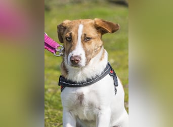 Tesco SI - schüchtern, manchmal ängstlich 