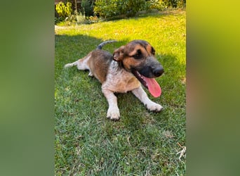 Toto, geboren 08.02.2026, 34cm sucht seine Leute