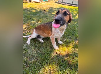Toto, geboren 08.02.2026, 34cm sucht seine Leute