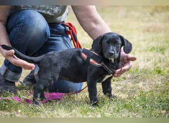 Bubba SI - verspielt, offen 