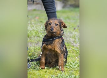 Szakall SI - vorsichtig, aktiv