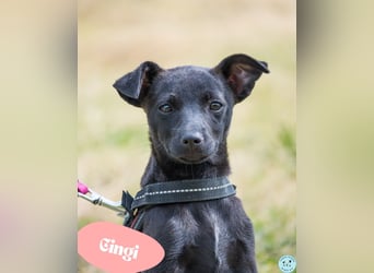 Cingi SI - verspielt, lieb 